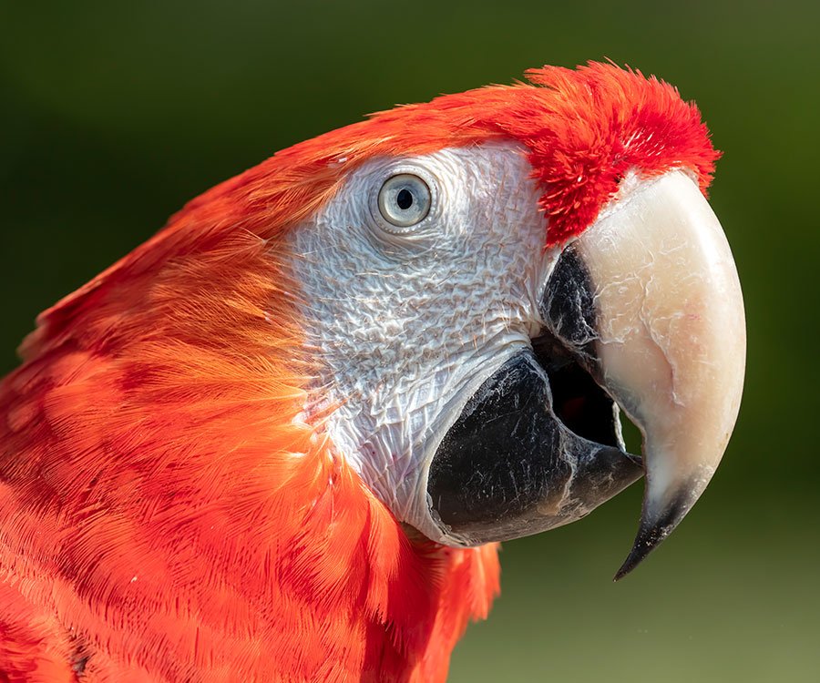 Actual Photos Of 22 Amazing Animals That Are Now Extinct